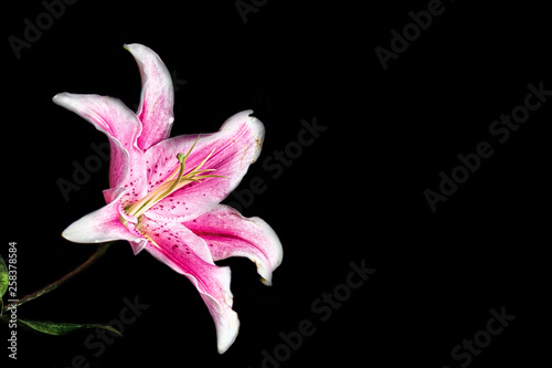 Pink Stargazer Lily on Black Background