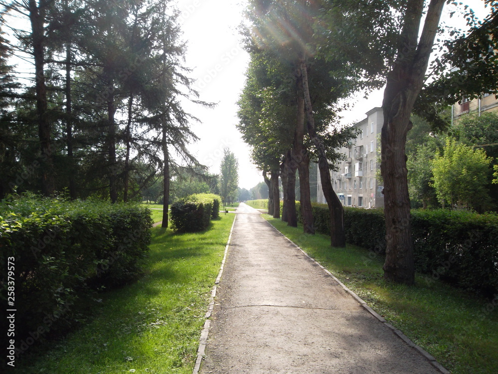 Fototapeta premium alley in the park