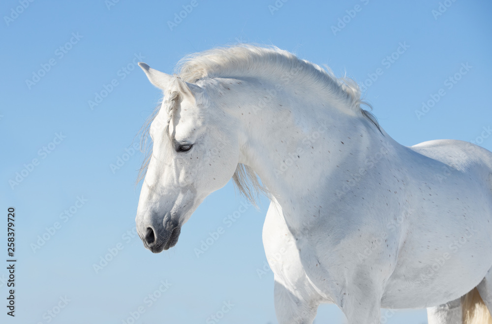 head of a horse