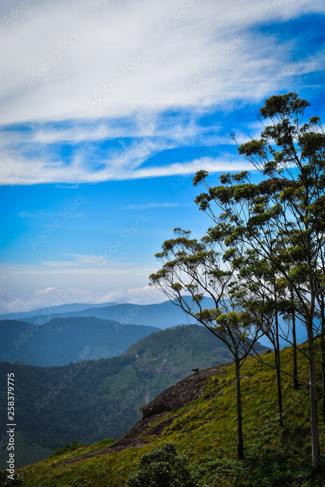 the mesmerising beauty of Nilgiri