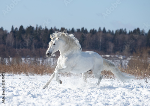 white horse in snow © Tani