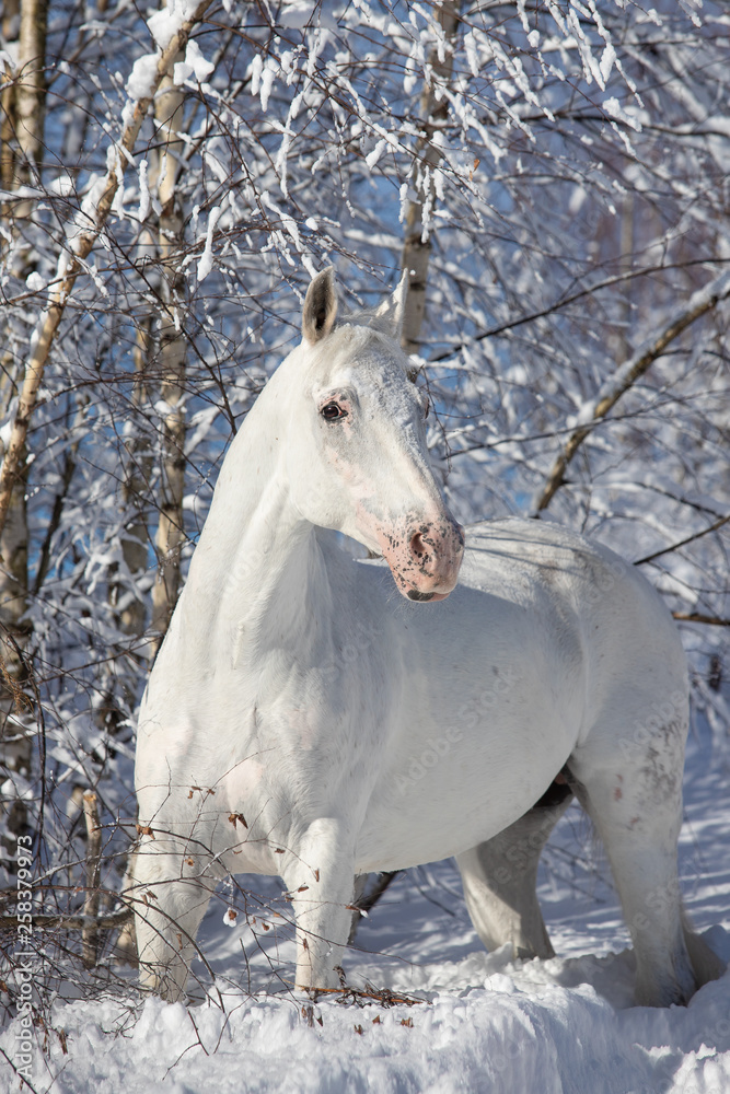 horse in winter horse in winter
