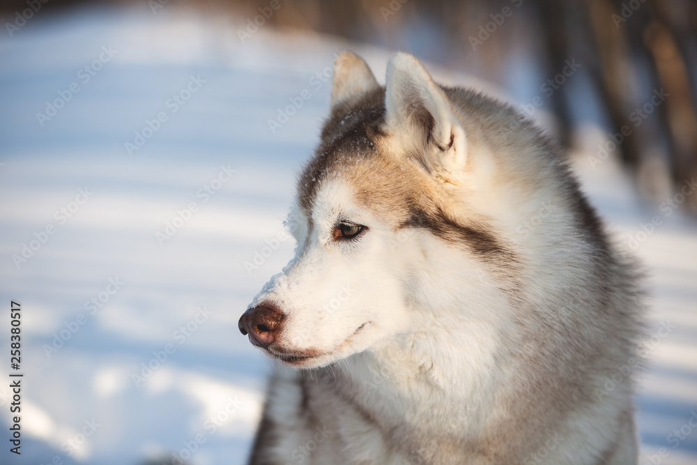 Beautiful and happy Siberian Husky dog sitting on the snow in the winter forest Beautiful and happy Siberian Husky dog sitting on the snow in the winter forest