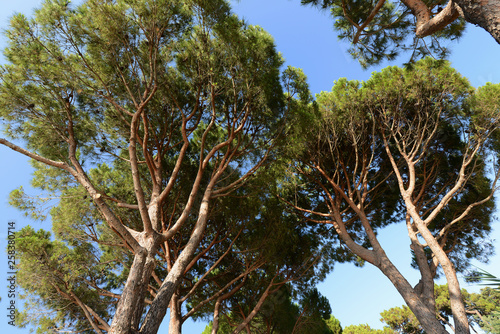 Foliage of Mediterranean pine trees