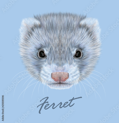 Ferret animal cute face. Vector funny silver polecat head portrait. Realistic fur portrait of gray ferret creature isolated on blue background.