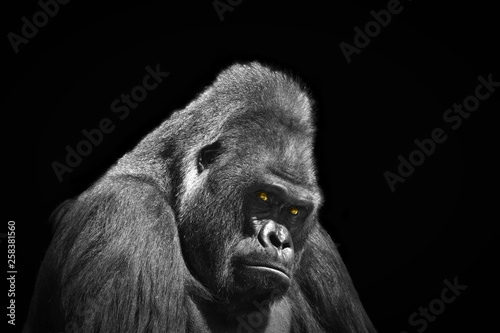 Profile portrait of an adult male gorilla with yellow eyes on a contrasting black background © Evgeniya Fedorova