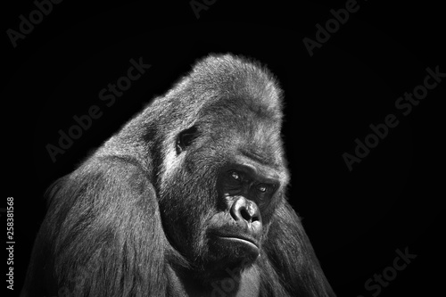 Black and white portrait in profile of an adult male gorilla on a contrasting black background