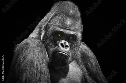 Portrait of an adult male gorilla with yellow eyes on a contrasting black background