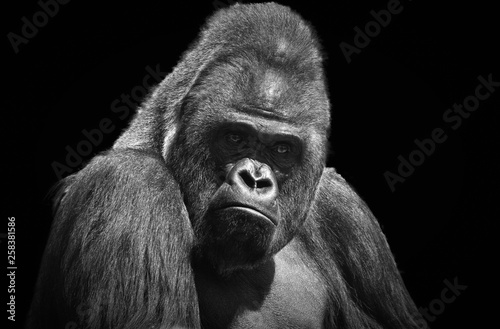 Black and white portrait of an adult male gorilla on a contrasting black background