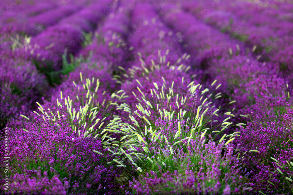 Obraz premium Lavender field close up