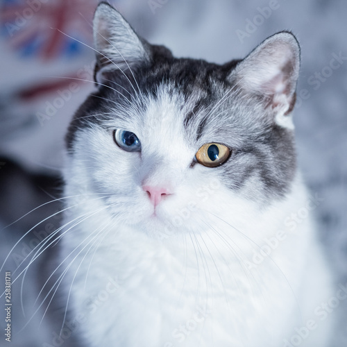 Fototapeta Naklejka Na Ścianę i Meble -  british shorthair cat