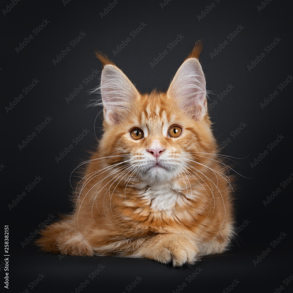 Cute fluffy red tabby Maine Coon cat kitten, laying down facing front. Looking curious above camera with orange eyes. Isolated on black background. Tail curled around body.