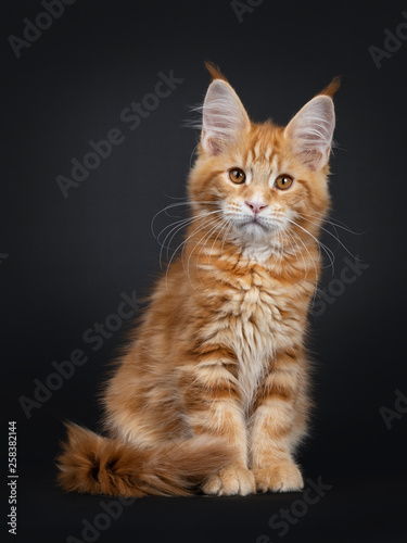 Cute fluffy red tabby Maine Coon cat kitten, sitting facing front. Looking curious at camera with orange eyes. Isolated on black background. Tail curled around body.
