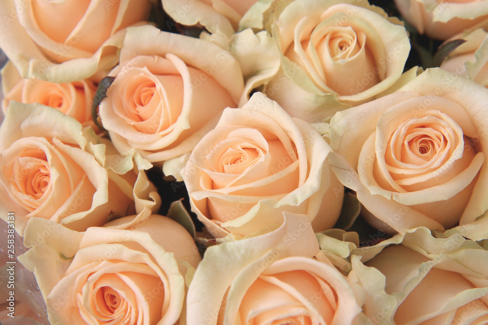 white creamy roses top view for textures white creamy roses top view for textures