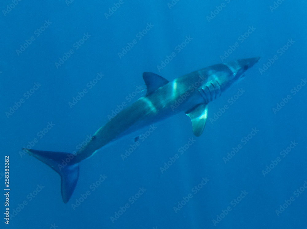 Naklejka premium Mako Shark (Isurus oxyrinchus)
