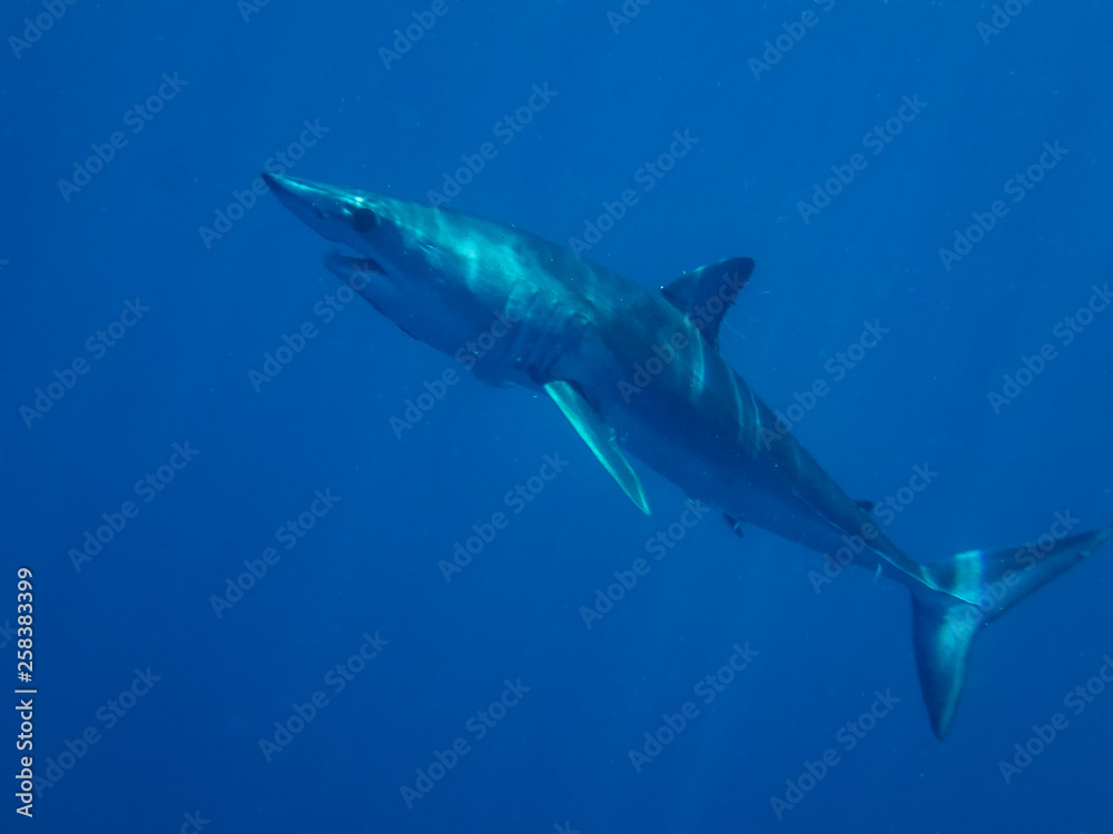 Obraz premium Mako Shark (Isurus oxyrinchus)