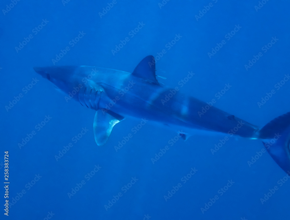 Mako Shark (Isurus oxyrinchus)