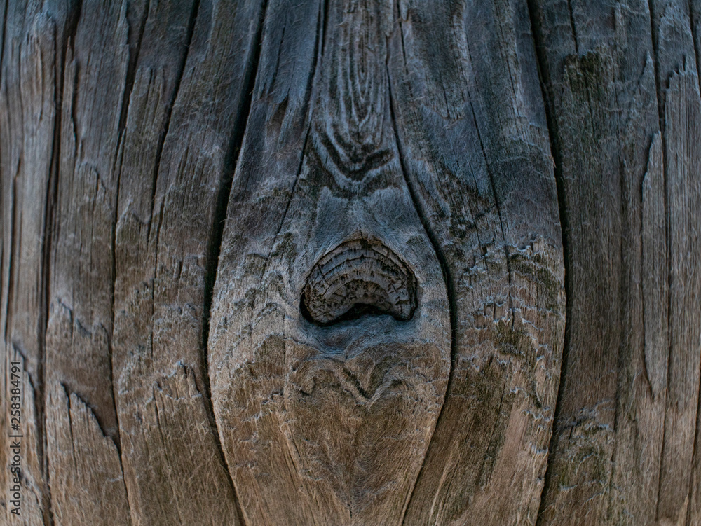 Beautiful natural wooden background. dry tree trunk.wood texture Beautiful natural wooden background. dry tree trunk.wood texture