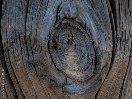Beautiful natural wooden background. dry tree trunk.wood texture
