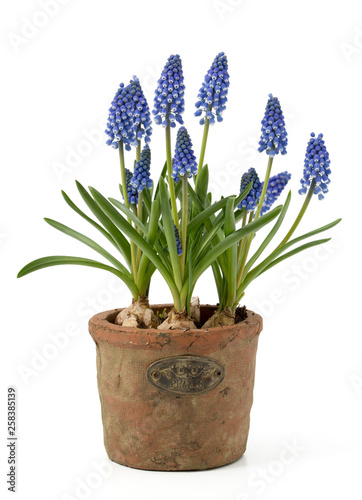 Traubenhyazinthe  Muscari armeniacum 