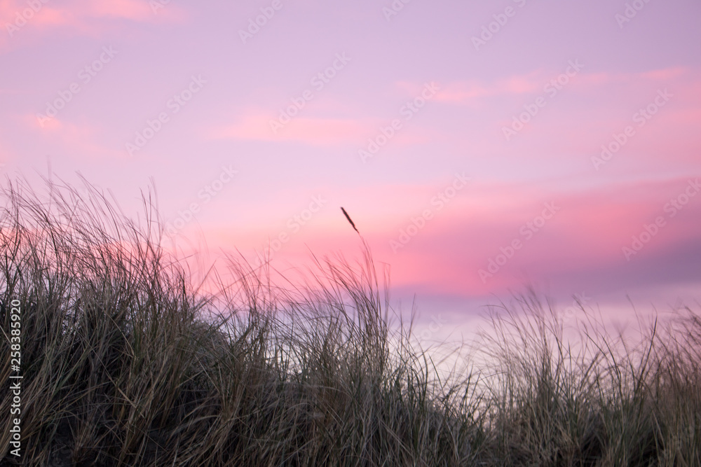 Grass blowing in the wind at sunset, Fort Stevens State Park, Oregon Grass blowing in the wind at sunset, Fort Stevens State Park, Oregon