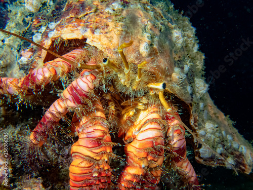 Elegant Hermit Crab (Aniculus elegans) © Rob