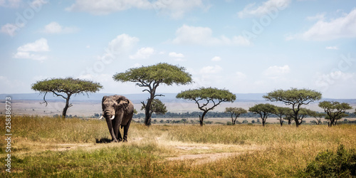 Photography Kenya Africa scene with large elephant walking down path through field in the Ma