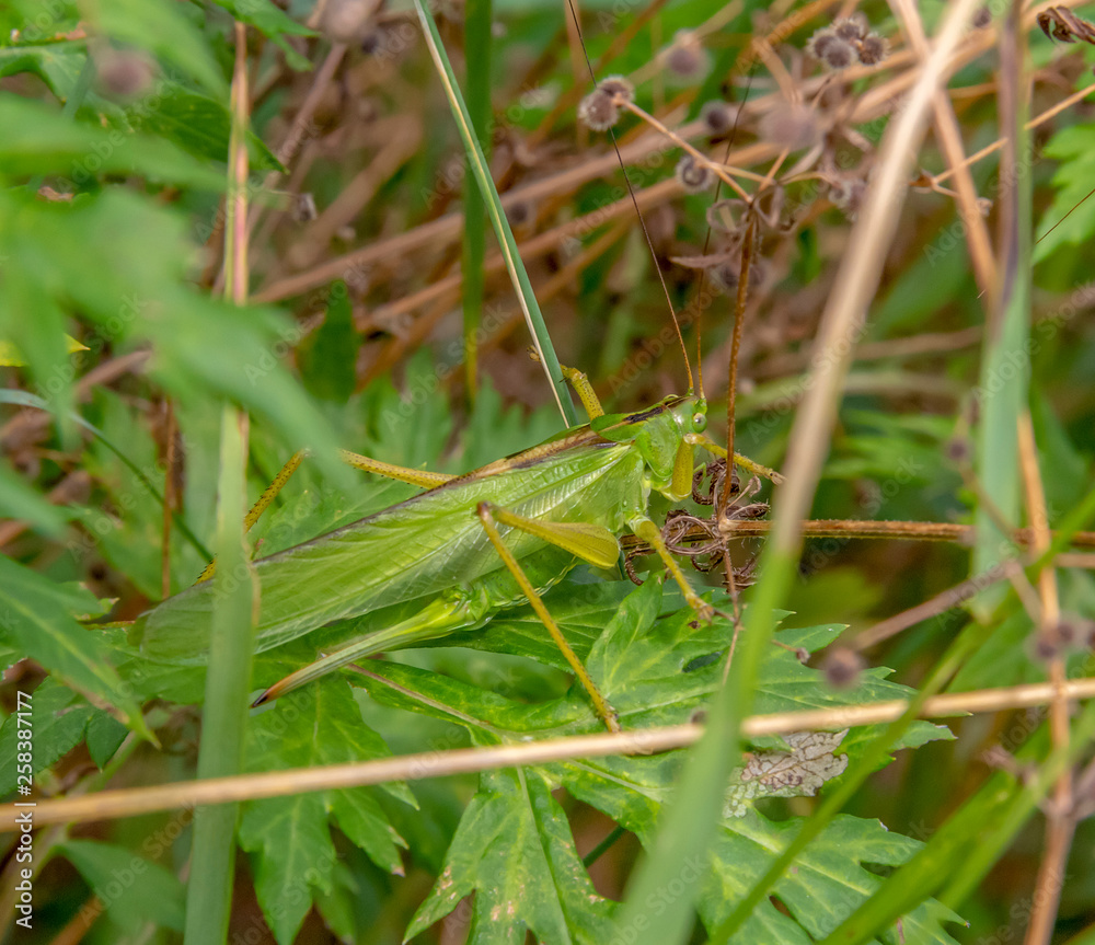 great green bush-cricket