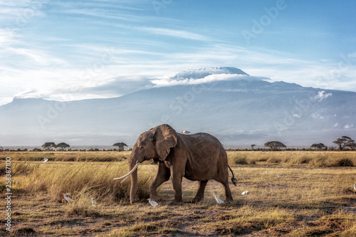 Canvas Print African Elephant Walking Past Mount Kilimanjaro