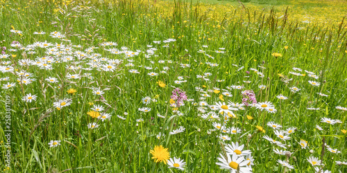 Wallpaper Mural Panorama einer Frühlingsblumenwiese Torontodigital.ca