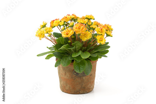 Wallpaper Mural Rosenprimel (Primula rosea) Torontodigital.ca