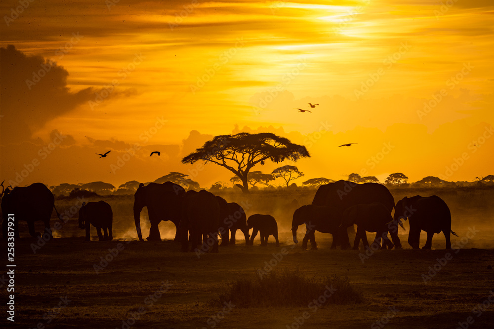 Herd of African Elephants at Golden Sunset