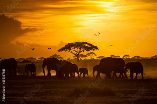 Herd of African Elephants at Golden Sunset