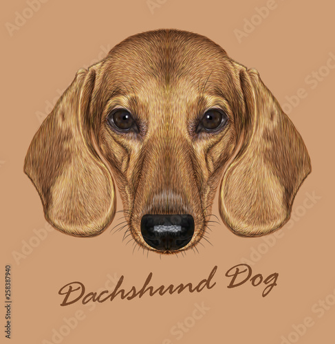 Dachshund dog animal cute face. Vector cute dachshund puppy head portrait. Realistic fur portrait of golden funny dachshund doggy isolated on beige background.