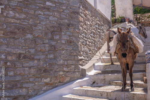 Fototapeta Naklejka Na Ścianę i Meble -  Greece, Kea island. Ioulis city narrow street with stairs and mules donkeys used for goods transport