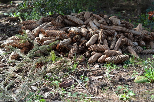 Sterta szysze4k swierka pospolitego, Picea abies  photo