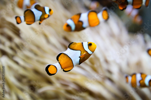Anemonenfische, Clownfische in einer Anemone