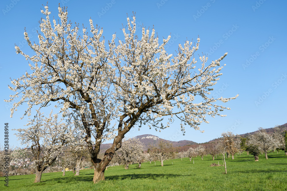 Frühling im Schwarzbubenland