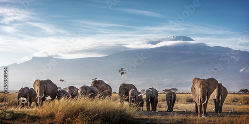 Photography Large Herd of African Elephants in Front of Kilimanjaro