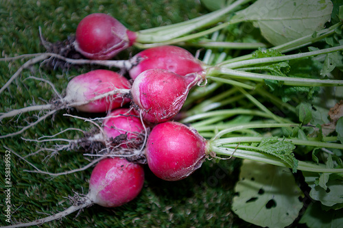 Radish - organic food - vegetable