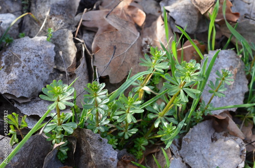 Przytulia pospolita wczesną wiosną, Galium mollugo