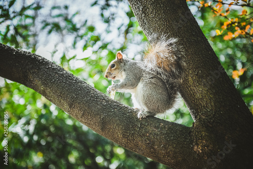 Gray funny squirrel holds potato chips in his paws and entertains tourists in London © Raimonds Kalva