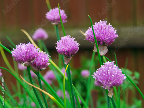 Chive onion purple violet flowers in a garden bed