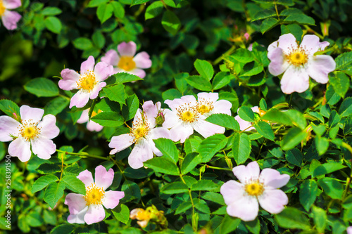 Pink flowers of dog-rose closeup on green garden background