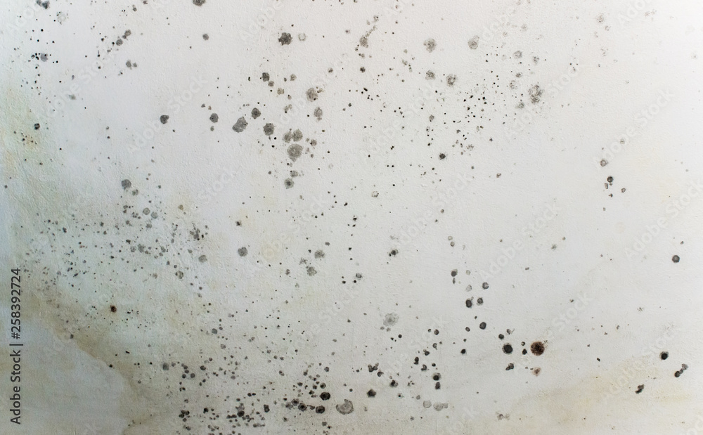 Black spots of toxic mold and fungus bacteria on a white wall. Concept of damp, water infiltration, condensation, high humidity and respiratory problems