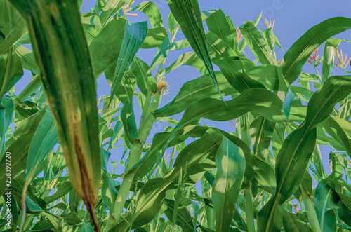 field of corn