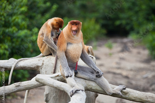 Family of Proboscis monkeys with a alpha of pack, Nasalis larvatus, sitting on the tree trunks. Borneo.