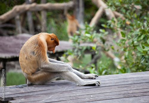 Male Proboscis monkeys, Nasalis larvatus, sitting on the platform and sleeping.