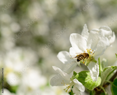 Bee on flowers of apple.