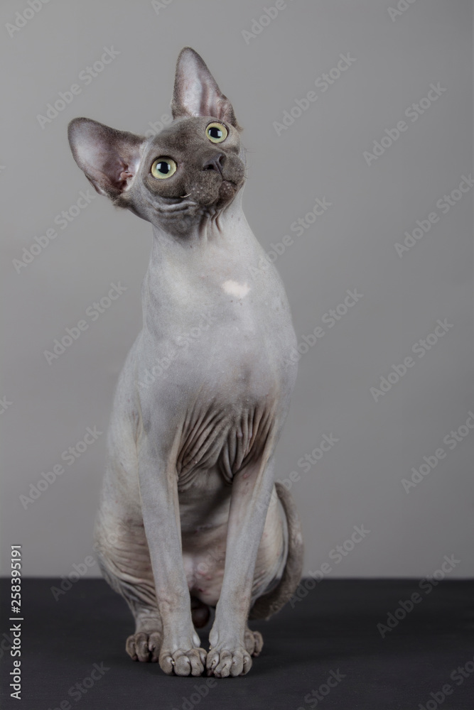 retrato de gato Sphynx gris joven 